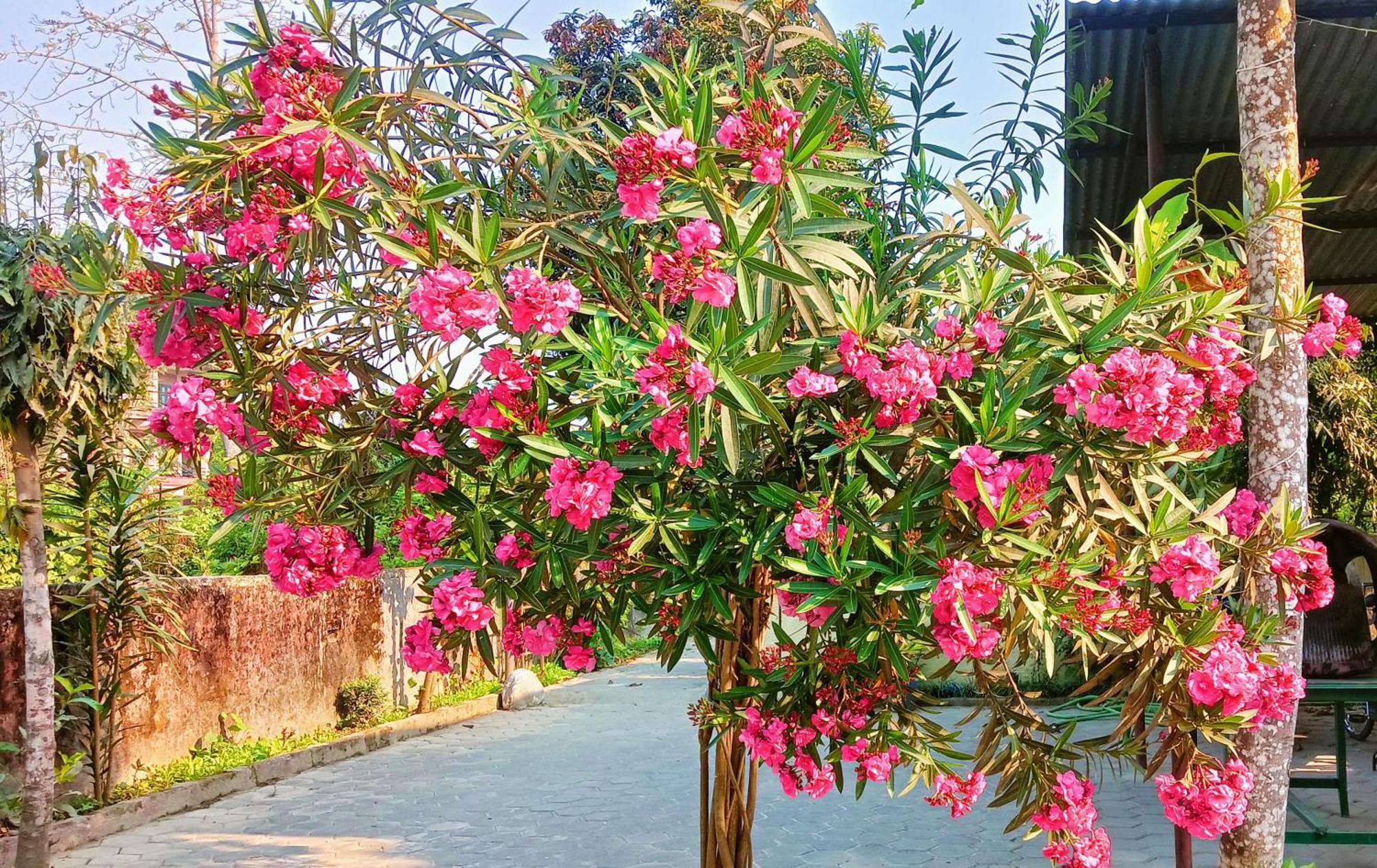 Hotel Butterfly - Peaceful Garden For Nature Lovers Sauraha Exterior photo
